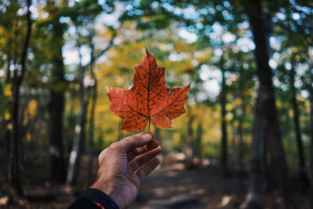 Hand holding a maple leaf with a blurry forest background